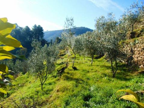 Terreno com olival a 3 kms de vila real