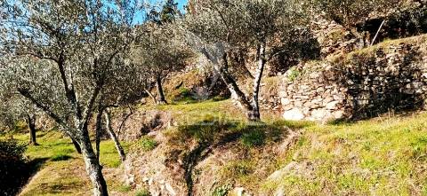Terreno com olival a 3 kms de vila real