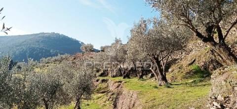Terreno com olival a 3 kms de vila real