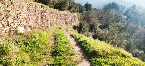 Terreno com olival a 3 kms de vila real