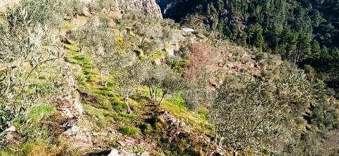 Terreno com olival a 3 kms de vila real