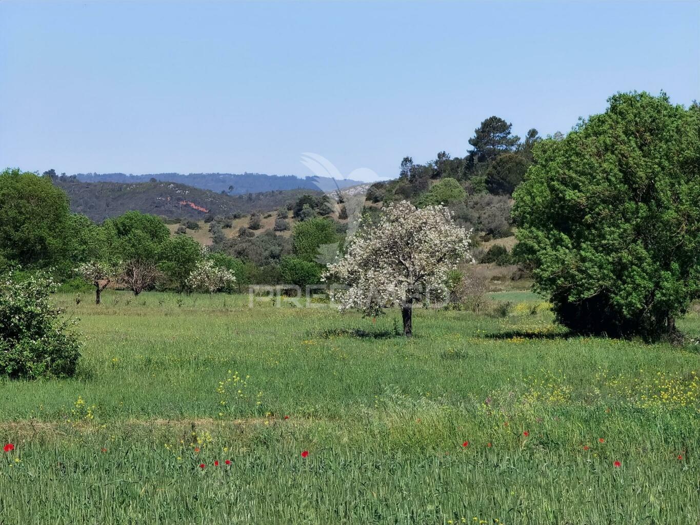 Terreno rústico, arneiro das milhariças