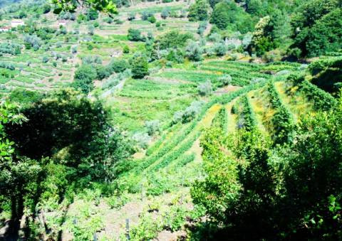 Terreno em louredo / santa marta penaguião