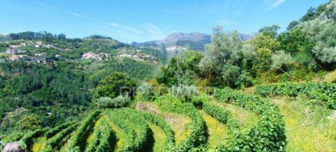 Terreno em louredo / santa marta penaguião