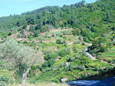 Terreno em louredo / santa marta penaguião