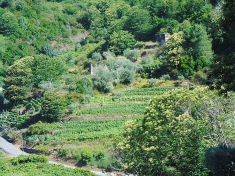 Terreno em louredo / santa marta penaguião
