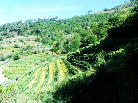 Terreno em louredo / santa marta penaguião