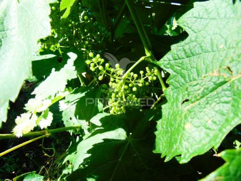 Terreno em louredo / santa marta penaguião