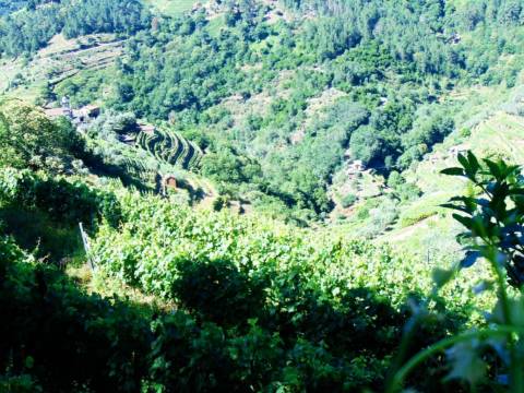 Terreno em louredo / santa marta penaguião