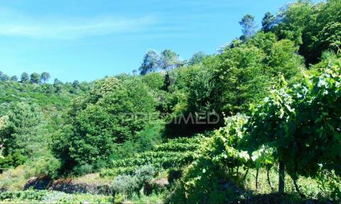 Terreno em louredo / santa marta penaguião