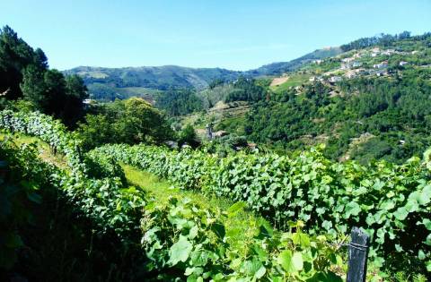 Terreno em louredo / santa marta penaguião