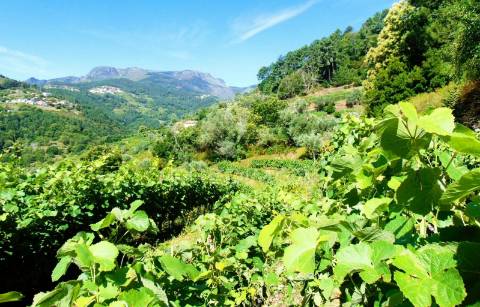 Terreno em louredo / santa marta penaguião