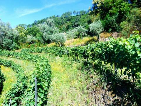 Terreno em louredo / santa marta penaguião
