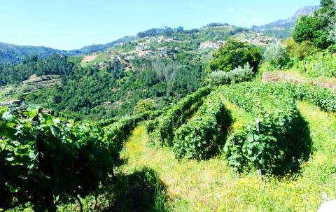 Terreno em louredo / santa marta penaguião