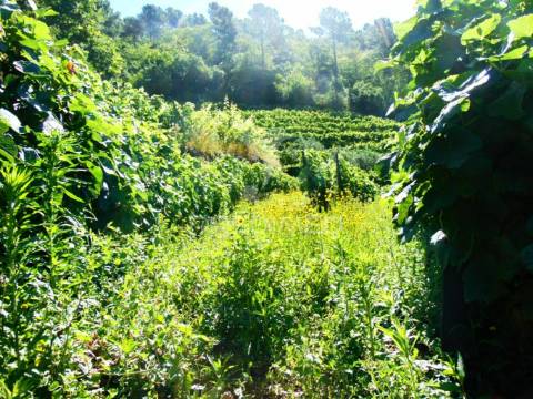 Terreno em louredo / santa marta penaguião
