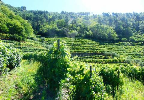 Terreno em louredo / santa marta penaguião
