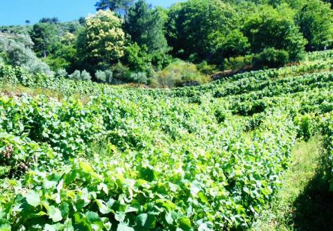 Terreno em louredo / santa marta penaguião