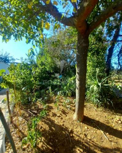 Quinta 2,5 hectares com moradia