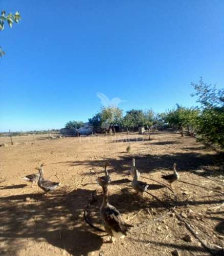 Quinta 2,5 hectares com moradia