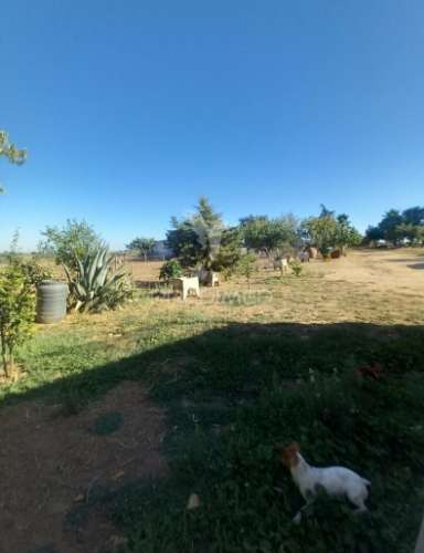 Quinta 2,5 hectares com moradia