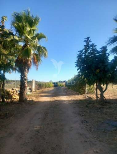 Quinta 2,5 hectares com moradia