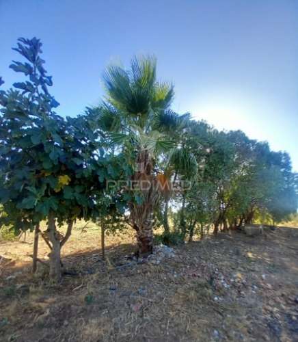 Quinta 2,5 hectares com moradia