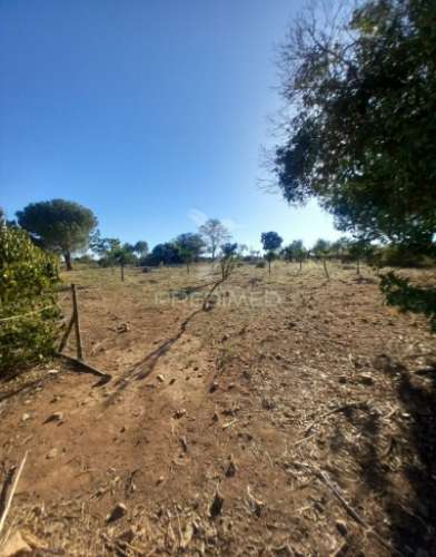 Quinta 2,5 hectares com moradia