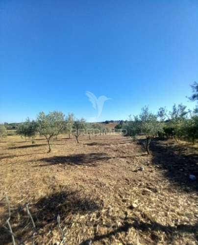 Quinta 2,5 hectares com moradia