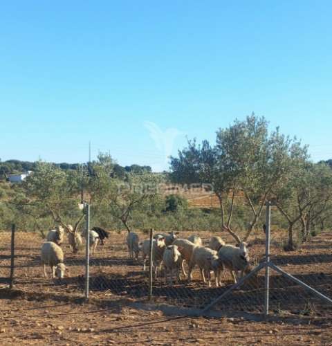 Quinta 2,5 hectares com moradia