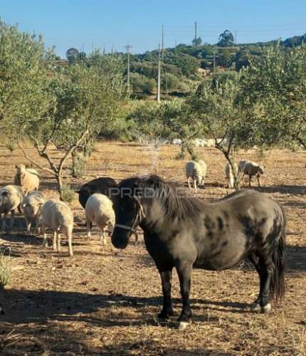 Quinta 2,5 hectares com moradia