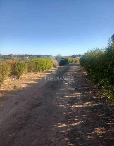 Quinta 2,5 hectares com moradia