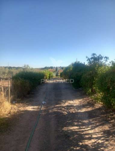 Quinta 2,5 hectares com moradia
