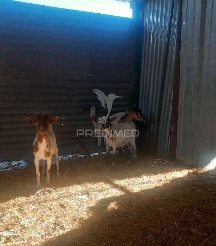 Quinta 2,5 hectares com moradia