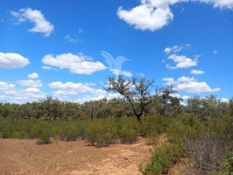 Terreno com 5,675 (ha)