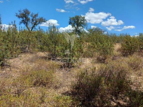 Terreno com 5,675 (ha)