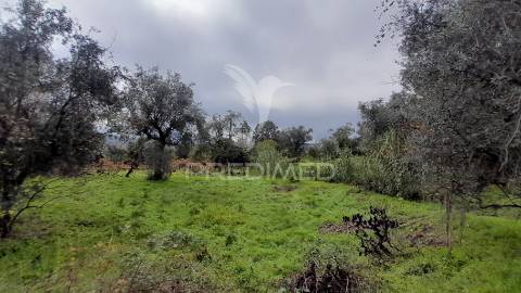 Terreno urbano em tortosendo