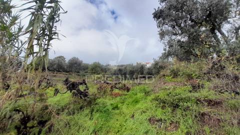Terreno urbano em tortosendo