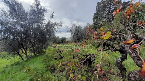 Terreno urbano em tortosendo