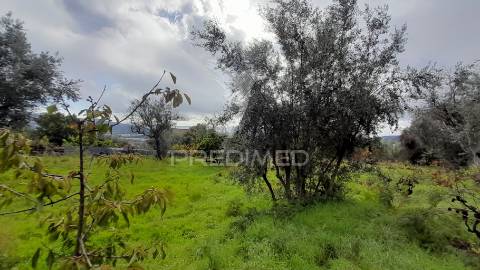 Terreno urbano em tortosendo