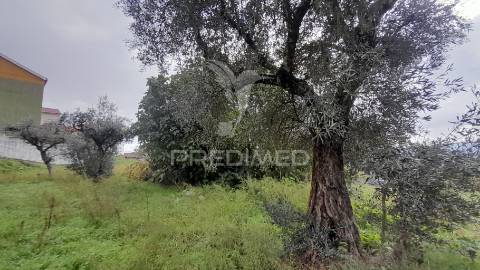 Terreno urbano em tortosendo