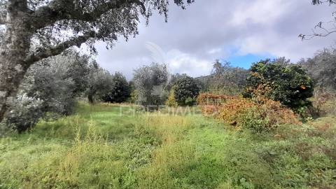 Terreno urbano em tortosendo
