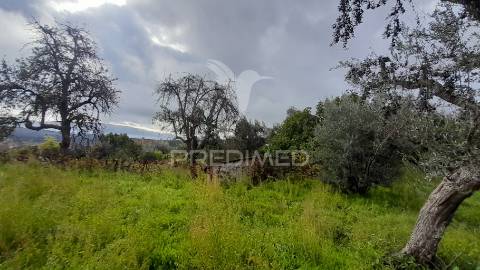 Terreno urbano em tortosendo