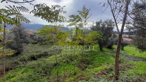 Terreno urbano em tortosendo
