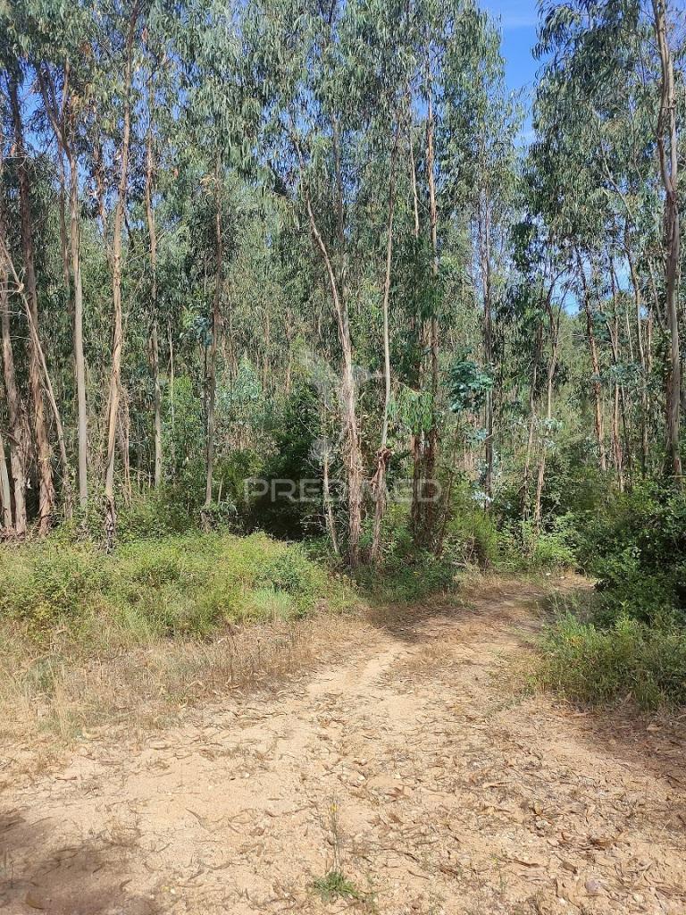 Terreno rústico - asseiceira, tomar