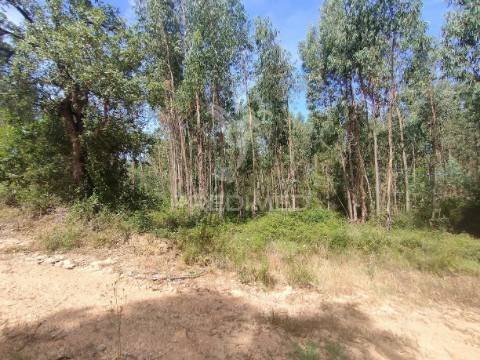 Terreno rústico - asseiceira, tomar