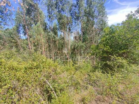 Terreno rústico - asseiceira, tomar