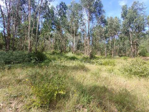 Terreno rústico - asseiceira, tomar