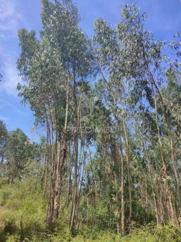 Terreno rústico - asseiceira, tomar