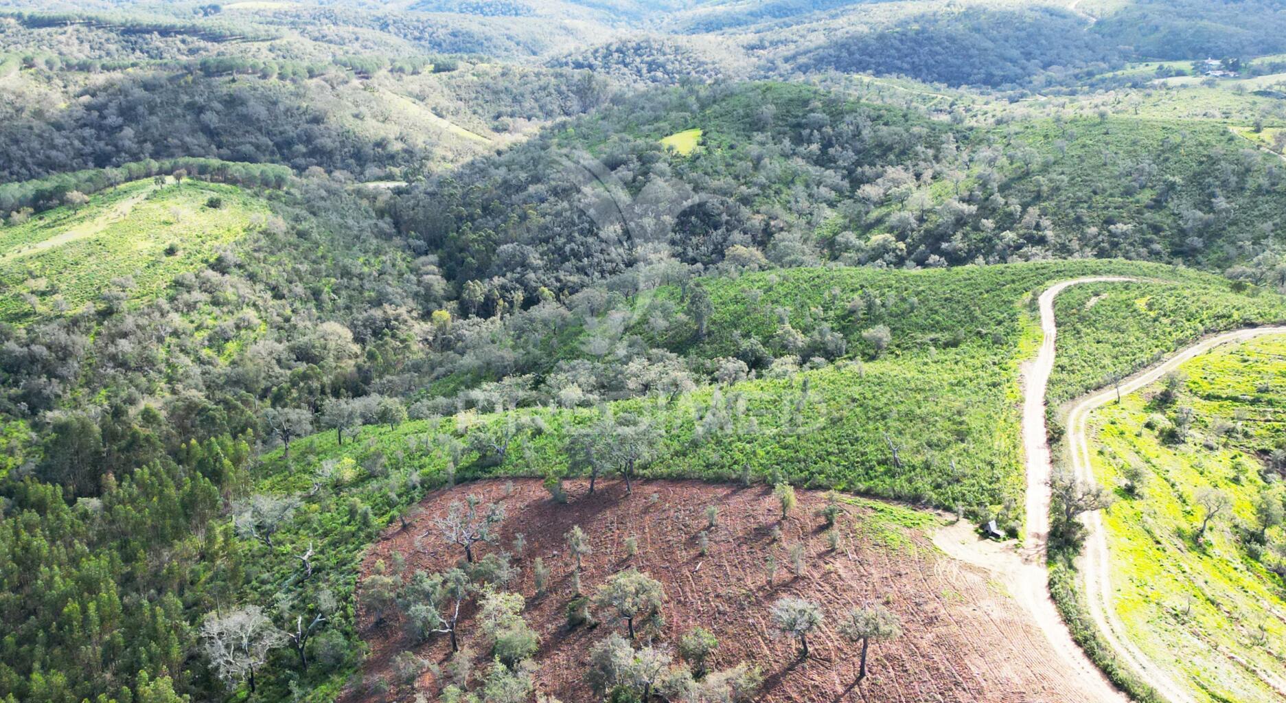 Herdade com 26 ha em taliscas odemira