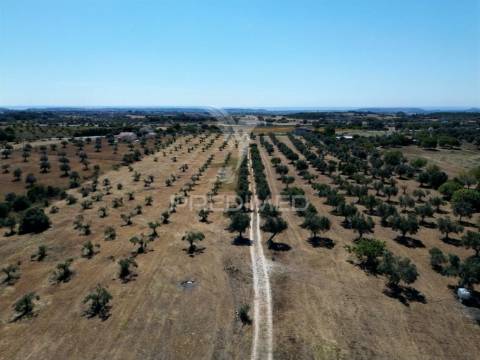 Quinta rural com olival, com uma área de 42,480m2 vaqueiros, santarém